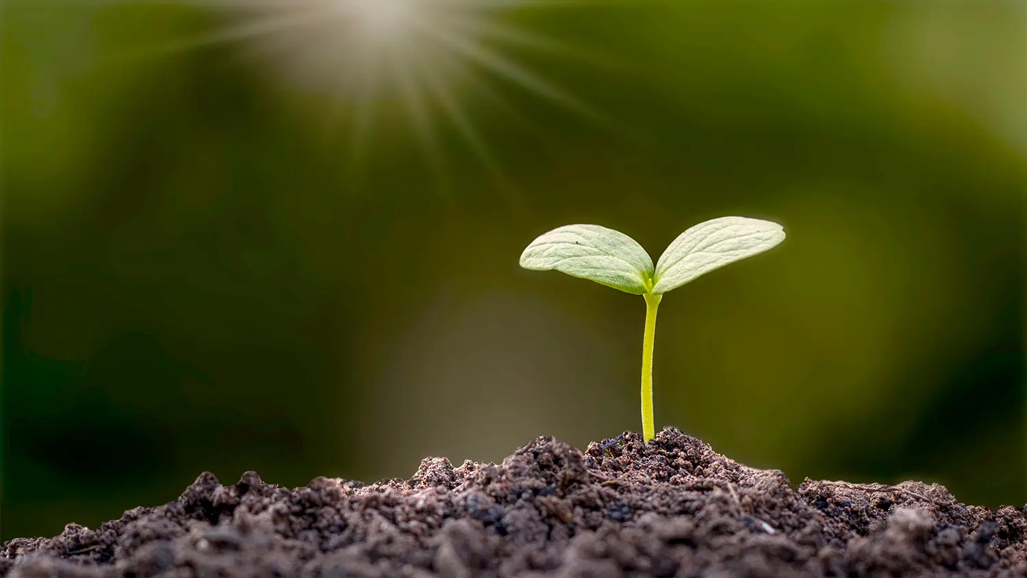 ヒーロー画像02